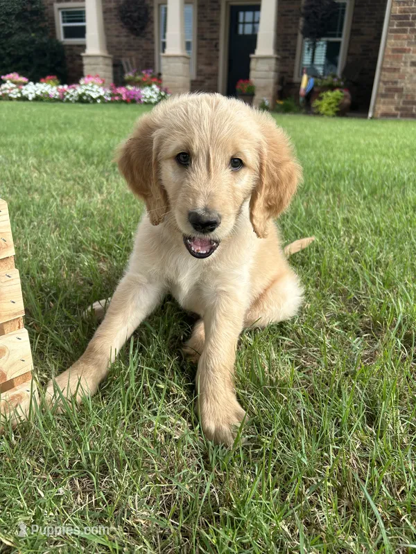 Clint – Goldendoodle puppy for sale in Wichita Falls, TX
