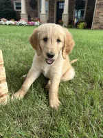 Clint, a male Goldendoodle for sale in Wichita Falls, TX – 1 of 4