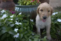 Violet, a female Goldendoodle for sale in Wichita Falls, TX – 1 of 2