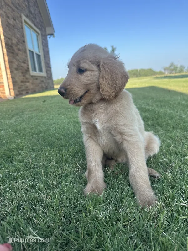 Raider – Goldendoodle puppy for sale in Wichita Falls, TX
