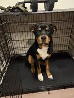 ROCKY, a male Rottweiler and American Pit Bull Terrier for sale in Denver, CO – 2 of 2