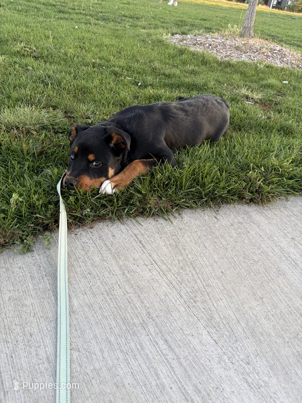 ROCKY – Rottweiler, American Pit Bull Terrier puppy for sale in Denver, CO