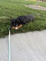 ROCKY, a male Rottweiler and American Pit Bull Terrier for sale in Denver, CO – 1 of 2