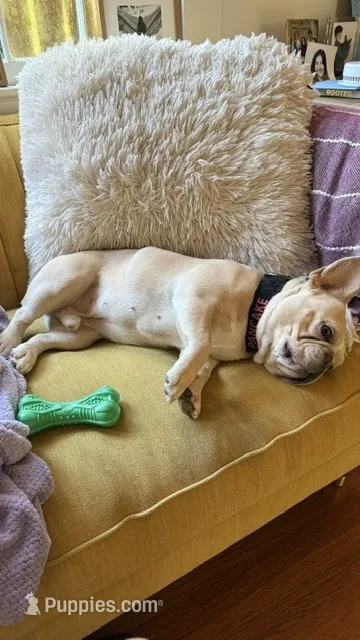 Pancake – French Bulldog puppy for sale in Baton Rouge, LA