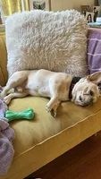 Pancake, a male French Bulldog for sale in Baton Rouge, LA – 1 of 3