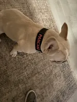 Pancake, a male French Bulldog for sale in Baton Rouge, LA – 2 of 3
