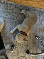 Pancake, a male French Bulldog for sale in Baton Rouge, LA – 3 of 3