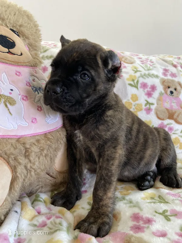 Teddy – Cane Corso puppy for sale in Foley, MO