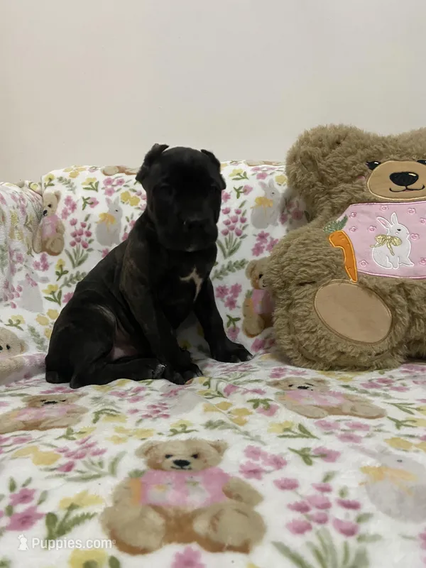 Versace  – Cane Corso puppy for sale in Foley, MO