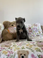 Ocean , a female Cane Corso for sale in Foley, MO – Photo 2 of 5