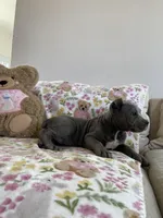 Ocean , a female Cane Corso for sale in Foley, MO – Photo 5 of 5