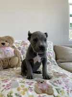 Ocean , a female Cane Corso for sale in Foley, MO – Photo 3 of 5