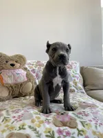 Ocean , a female Cane Corso for sale in Foley, MO – Photo 4 of 5