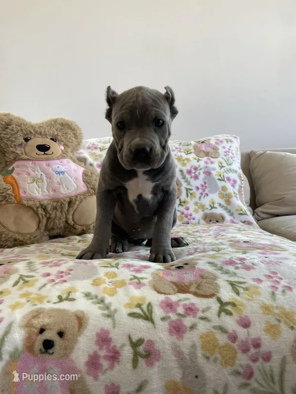 Ocean  – Cane Corso puppy for sale in Foley, MO