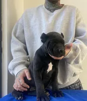 Diego , a male Cane Corso for sale in Foley, MO – Photo 4 of 4
