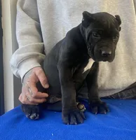 Diego , a male Cane Corso for sale in Foley, MO – Photo 2 of 4