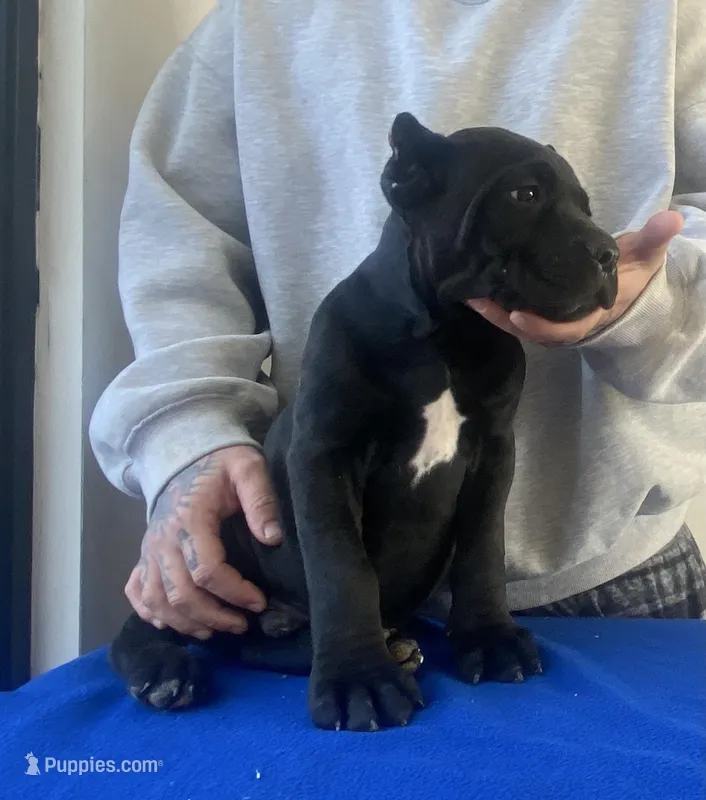 Diego  – Cane Corso puppy for sale in Foley, MO