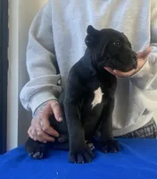 Diego , a male Cane Corso for sale in Foley, MO – Photo 1 of 4