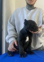 Diego , a male Cane Corso for sale in Foley, MO – Photo 3 of 4