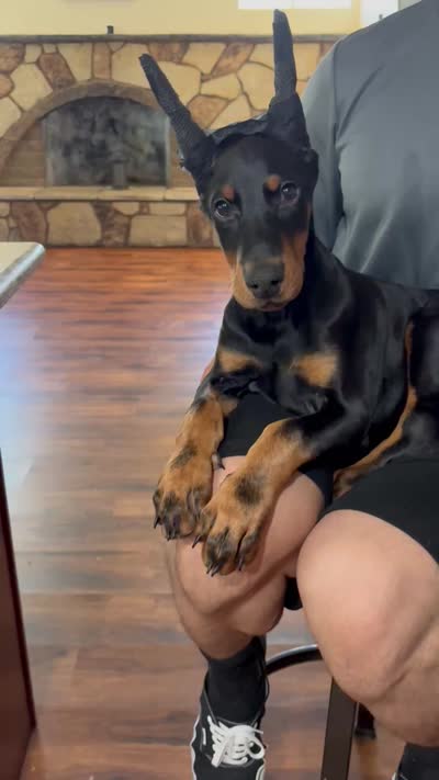 Zero , a male Doberman Pinscher for sale in Hesperia, CA – 3 of 4