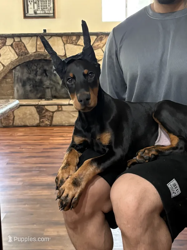Zero  – Doberman Pinscher puppy for sale in Hesperia, CA