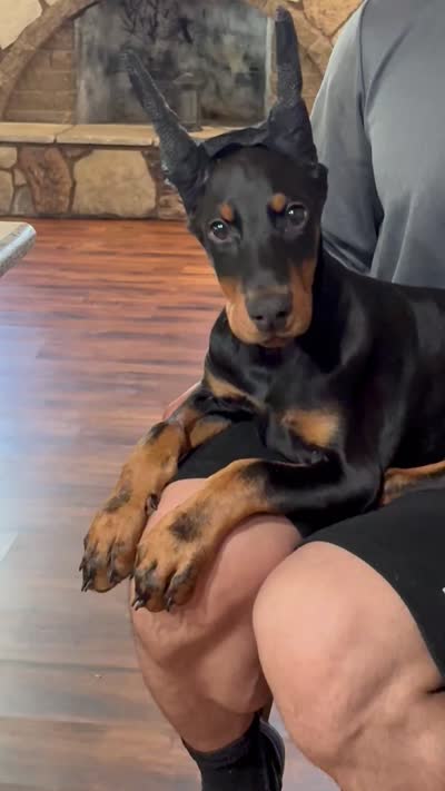 Zero , a male Doberman Pinscher for sale in Hesperia, CA – 4 of 4