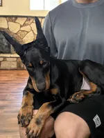 Zero , a male Doberman Pinscher for sale in Hesperia, CA – 2 of 4
