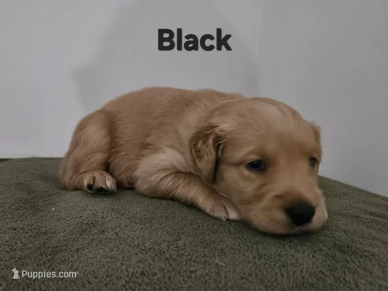 Black collar – Golden Retriever puppy for sale in Kalamazoo, MI