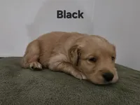 Black collar, a female Golden Retriever for sale in Kalamazoo, MI – 1 of 6