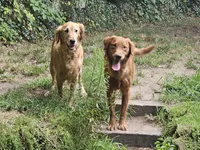 Purple collar, a female Golden Retriever for sale in Kalamazoo, MI – 3 of 6