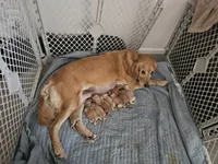 Purple collar, a female Golden Retriever for sale in Kalamazoo, MI – 6 of 6