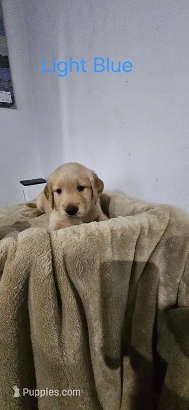 Light blue collar – Golden Retriever puppy on hold in Kalamazoo, MI