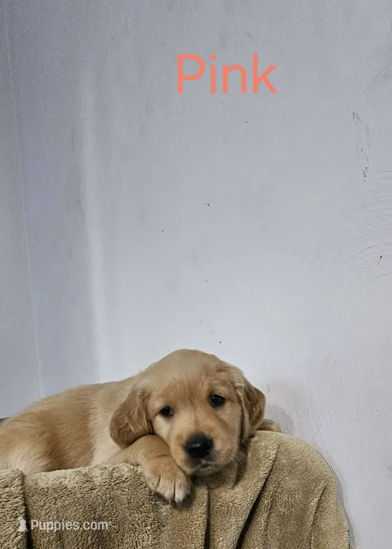 Pink collar – Golden Retriever puppy for sale in Kalamazoo, MI