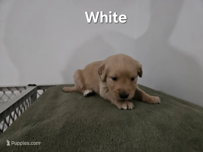 White collar – Golden Retriever puppy for sale in Kalamazoo, MI