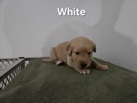 White collar, a female Golden Retriever for sale in Kalamazoo, MI – 1 of 4