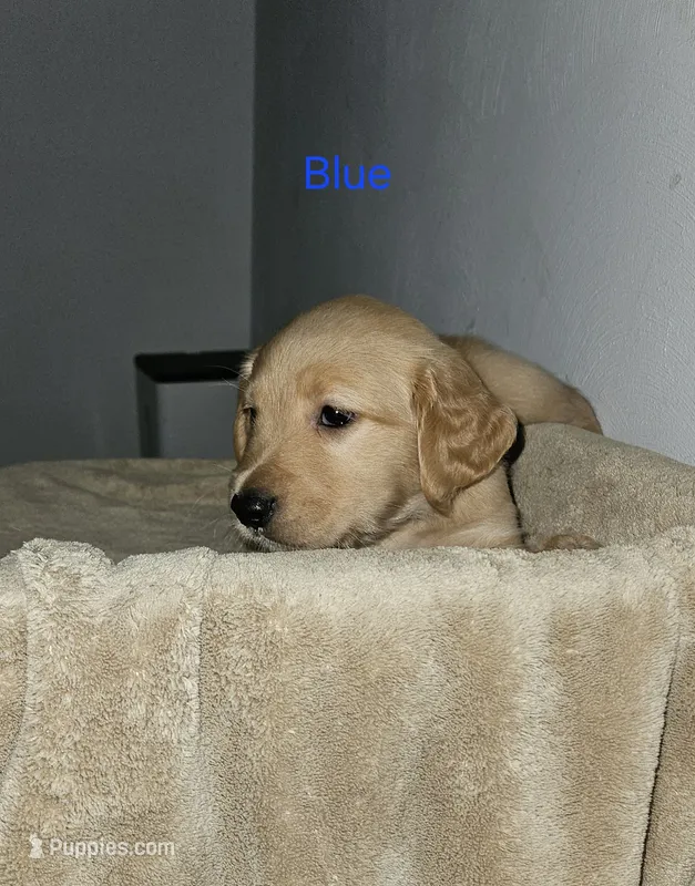 Dark blue collar – Golden Retriever puppy for sale in Kalamazoo, MI