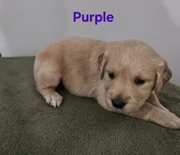 Purple collar, a female Golden Retriever for sale in Kalamazoo, MI – 2 of 6