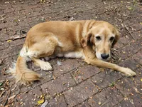 White collar, a female Golden Retriever for sale in Kalamazoo, MI – 3 of 4