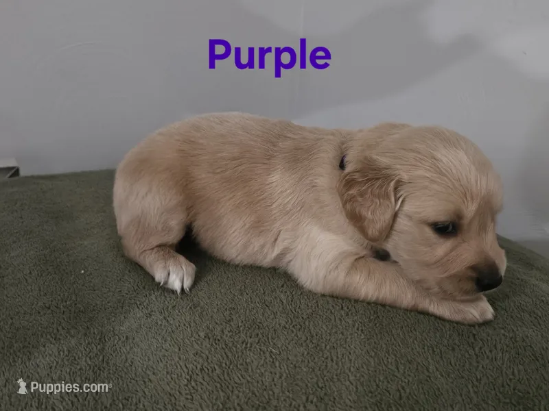 Purple collar – Golden Retriever puppy for sale in Kalamazoo, MI