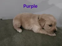 Purple collar, a female Golden Retriever for sale in Kalamazoo, MI – 1 of 6