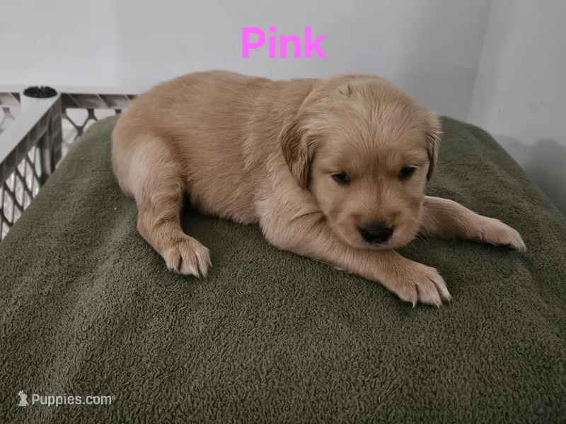 Pink collar – Golden Retriever puppy for sale in Kalamazoo, MI