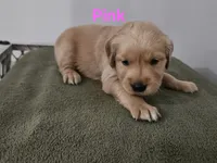 Pink collar, a female Golden Retriever for sale in Kalamazoo, MI – 2 of 6