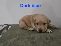 Dark blue collar, a male Golden Retriever for sale in Kalamazoo, MI – 2 of 6
