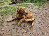 White collar, a female Golden Retriever for sale in Kalamazoo, MI – 2 of 4