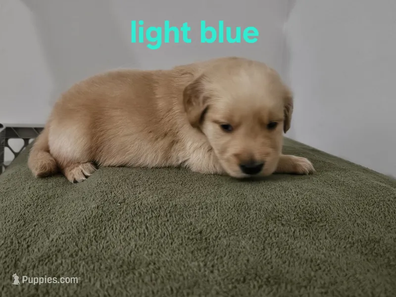 Light blue collar – Golden Retriever puppy for sale in Kalamazoo, MI