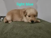 Light blue collar, a male Golden Retriever for sale in Kalamazoo, MI – 1 of 6