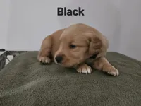 Black collar, a female Golden Retriever for sale in Kalamazoo, MI – 2 of 6