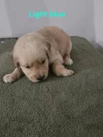 Light blue collar, a male Golden Retriever for sale in Kalamazoo, MI – 2 of 6