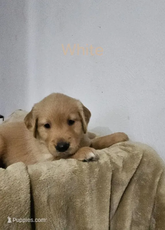 White collar – Golden Retriever puppy for sale in Kalamazoo, MI