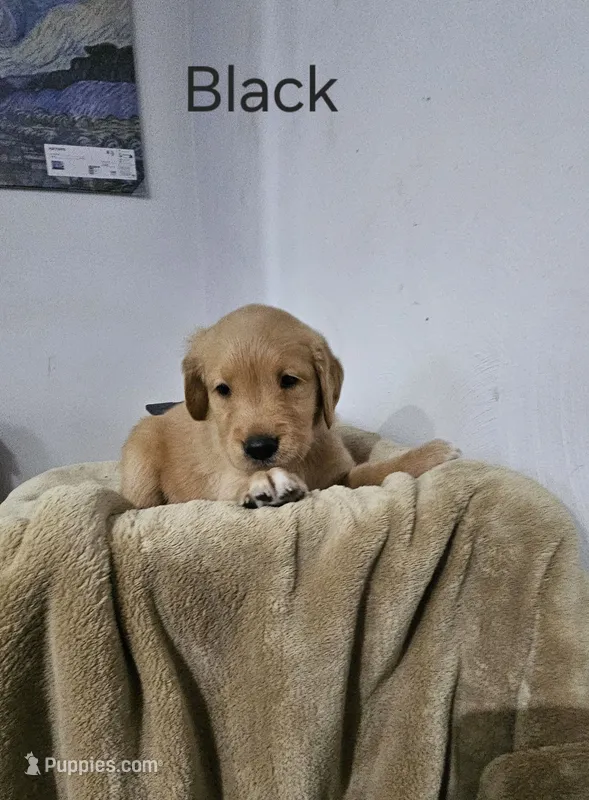 Black collar – Golden Retriever puppy for sale in Kalamazoo, MI
